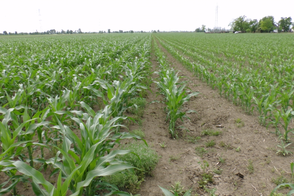 Effect of Biomass Super compost in maize